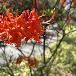 Atlanta Botanical Garden
